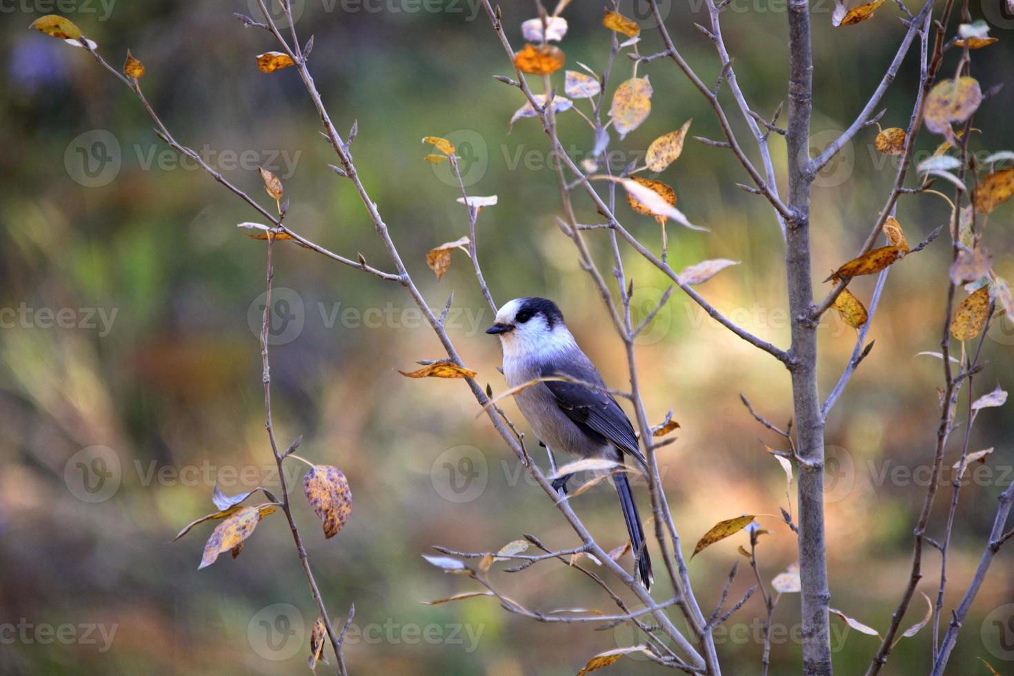 Gray Jay perched in bush photo