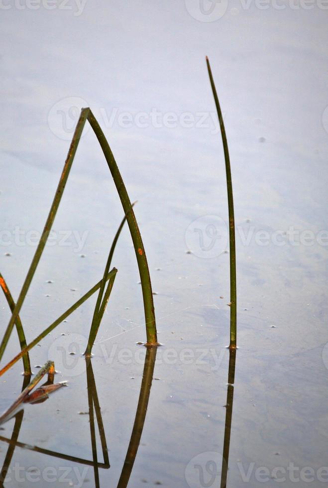 water plants in scenic Saskatchewan photo