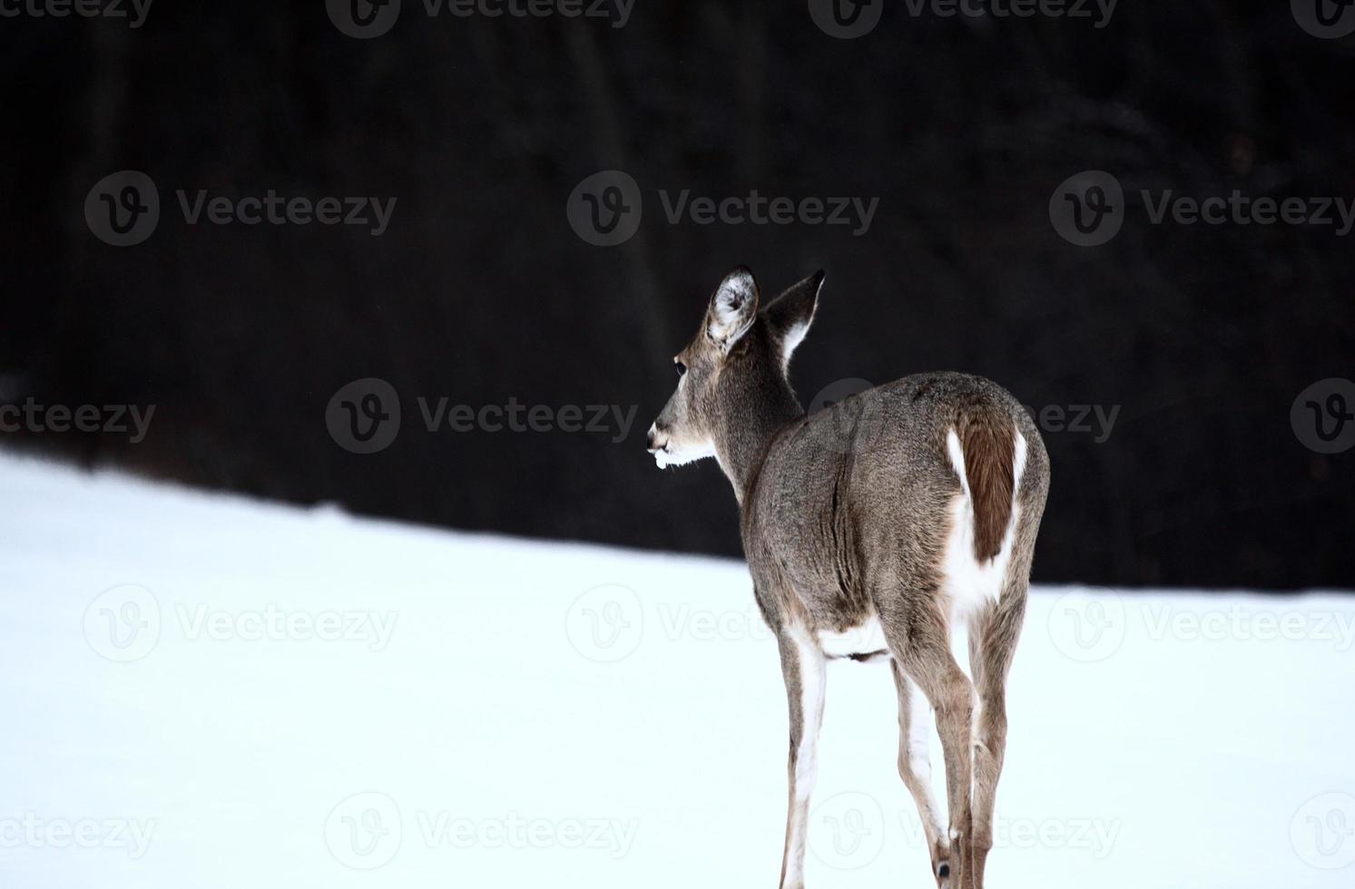 White tailed Deer doe in winter photo