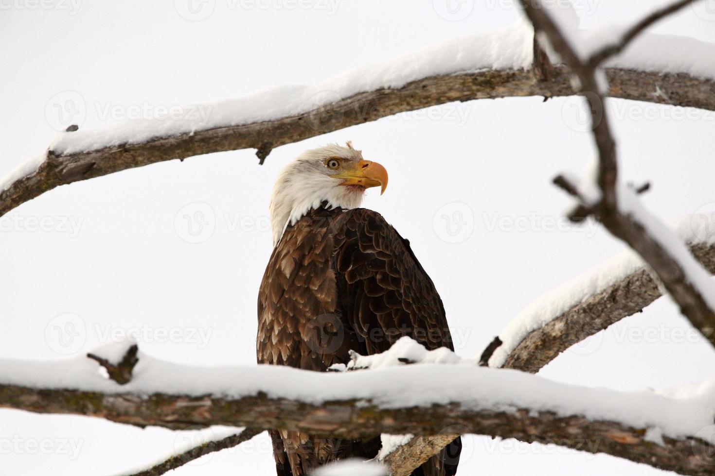 Bald Eagle perched in tree photo