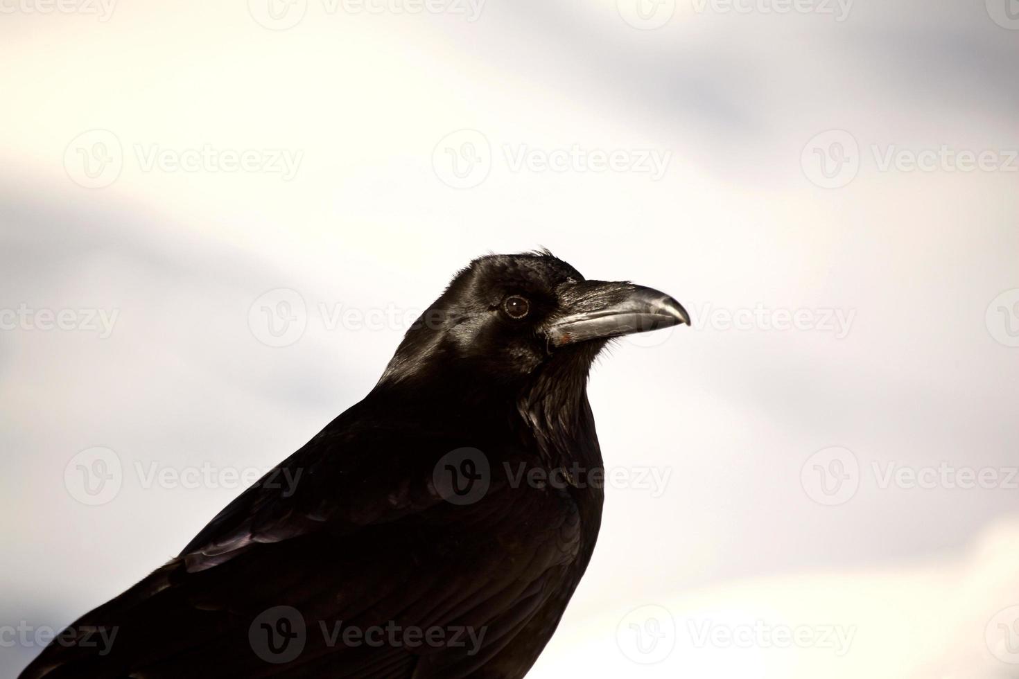 Raven in winter at roadside stop photo