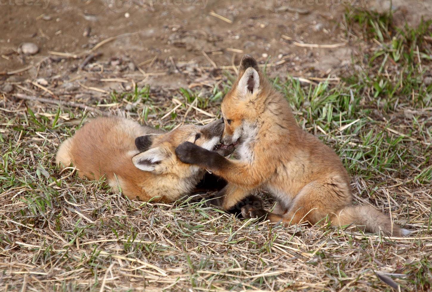Two Red Fox pups playing outside their den photo