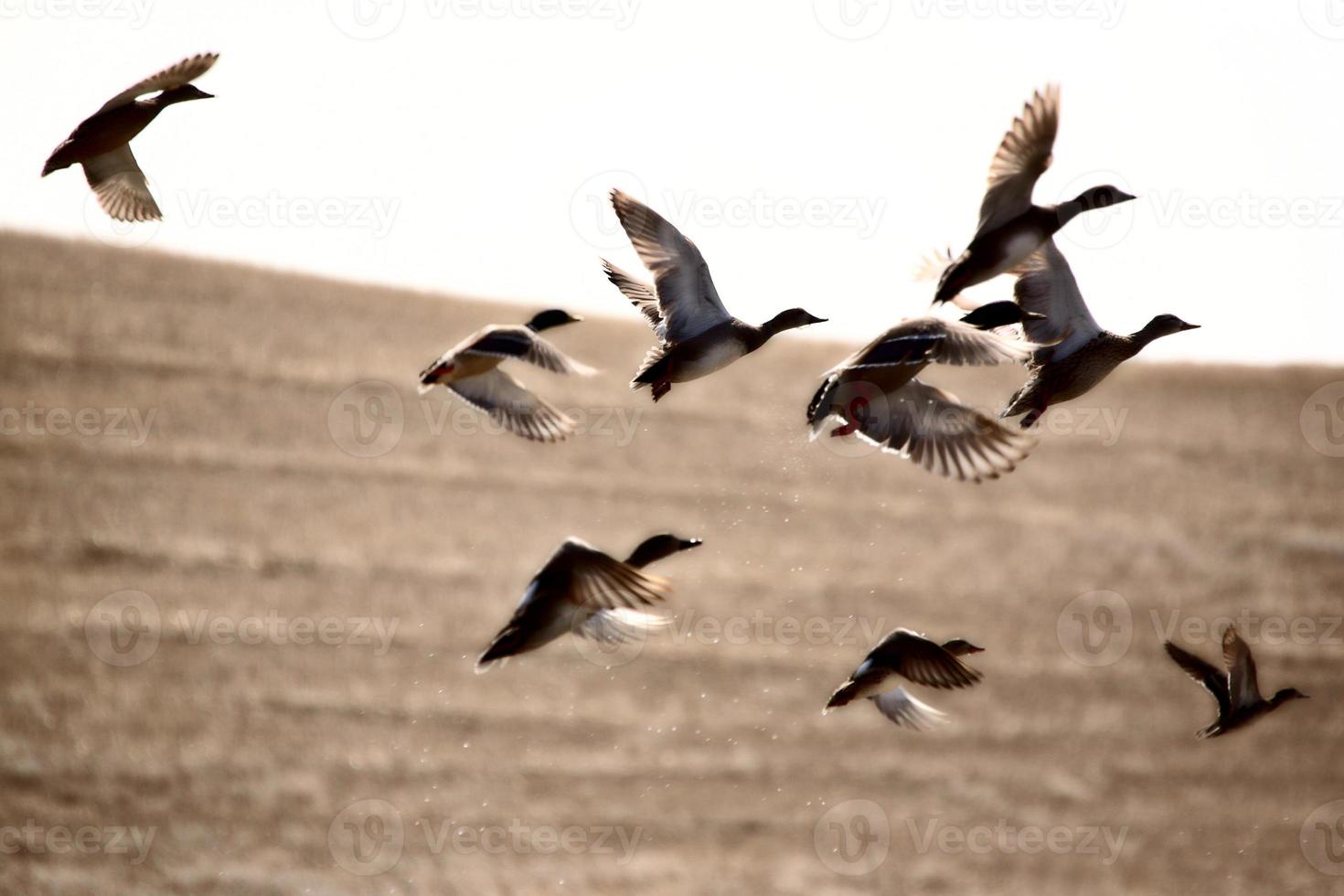 Mallard ducks taking flight photo