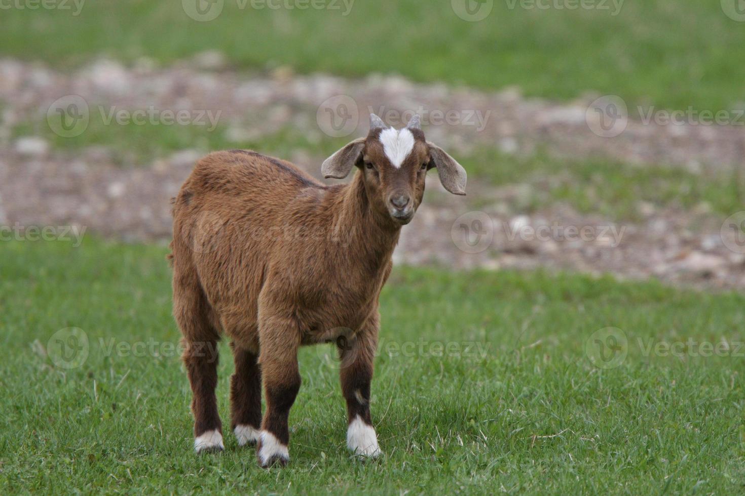 Goat kid in Manitoba pasture photo