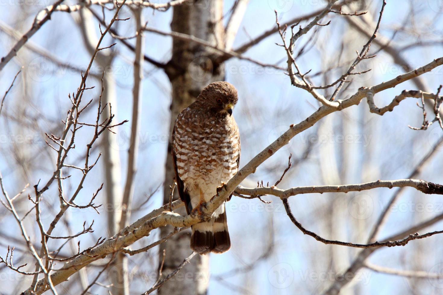 Broad winged Hawk perched on tree branch photo