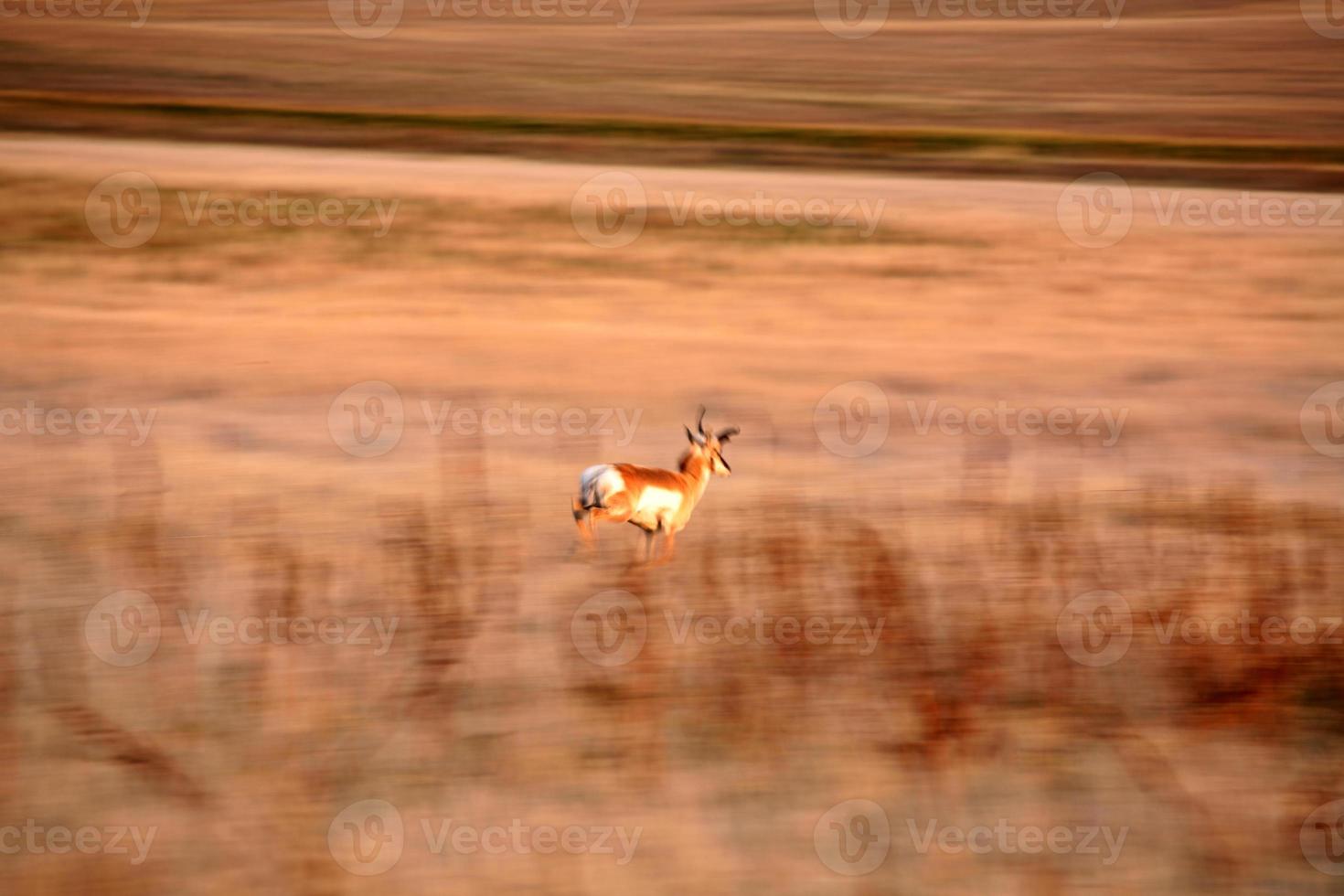 Pronghorn Antelope in Saskatchewan field photo