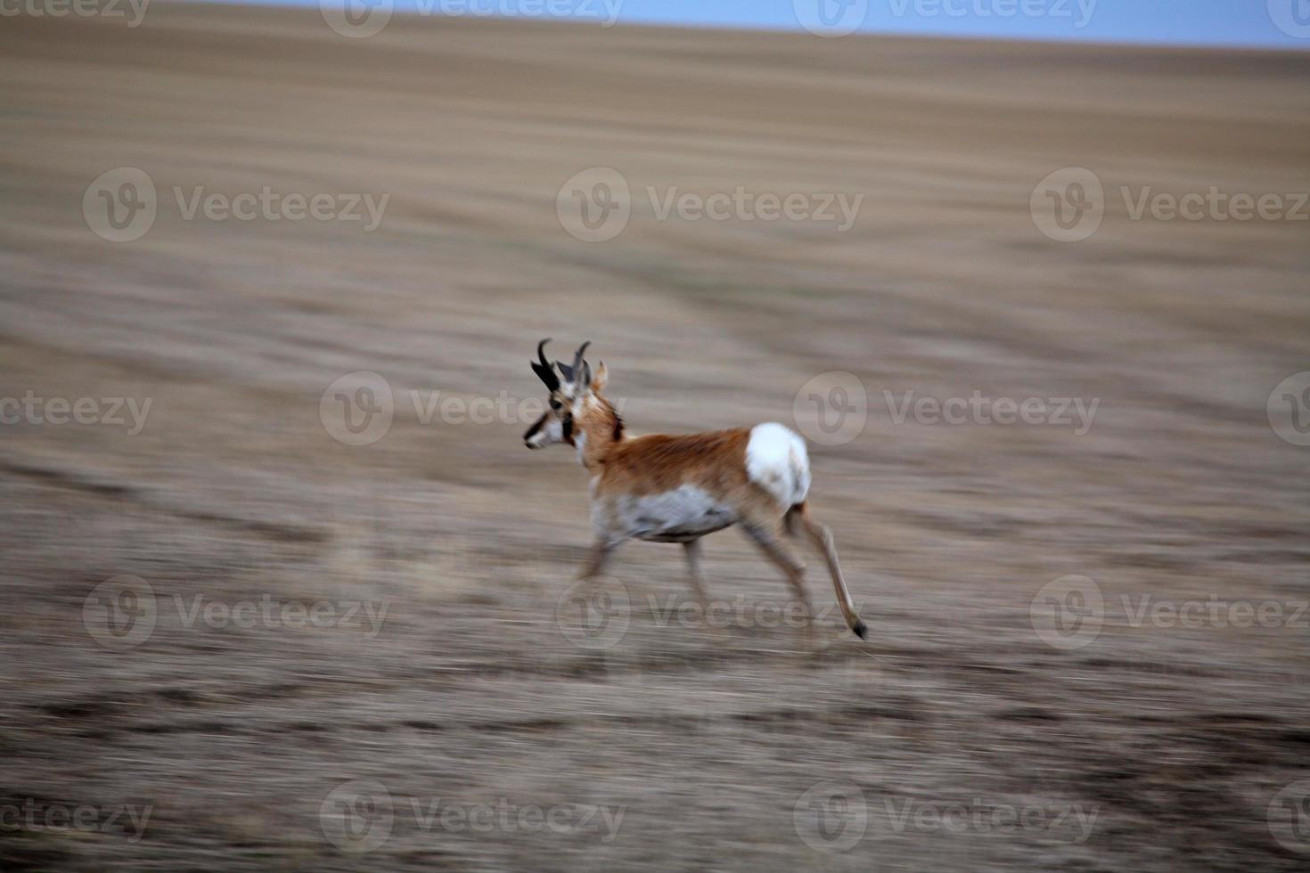 Male Pronghorn Antelope running in field in Saskatchewan photo