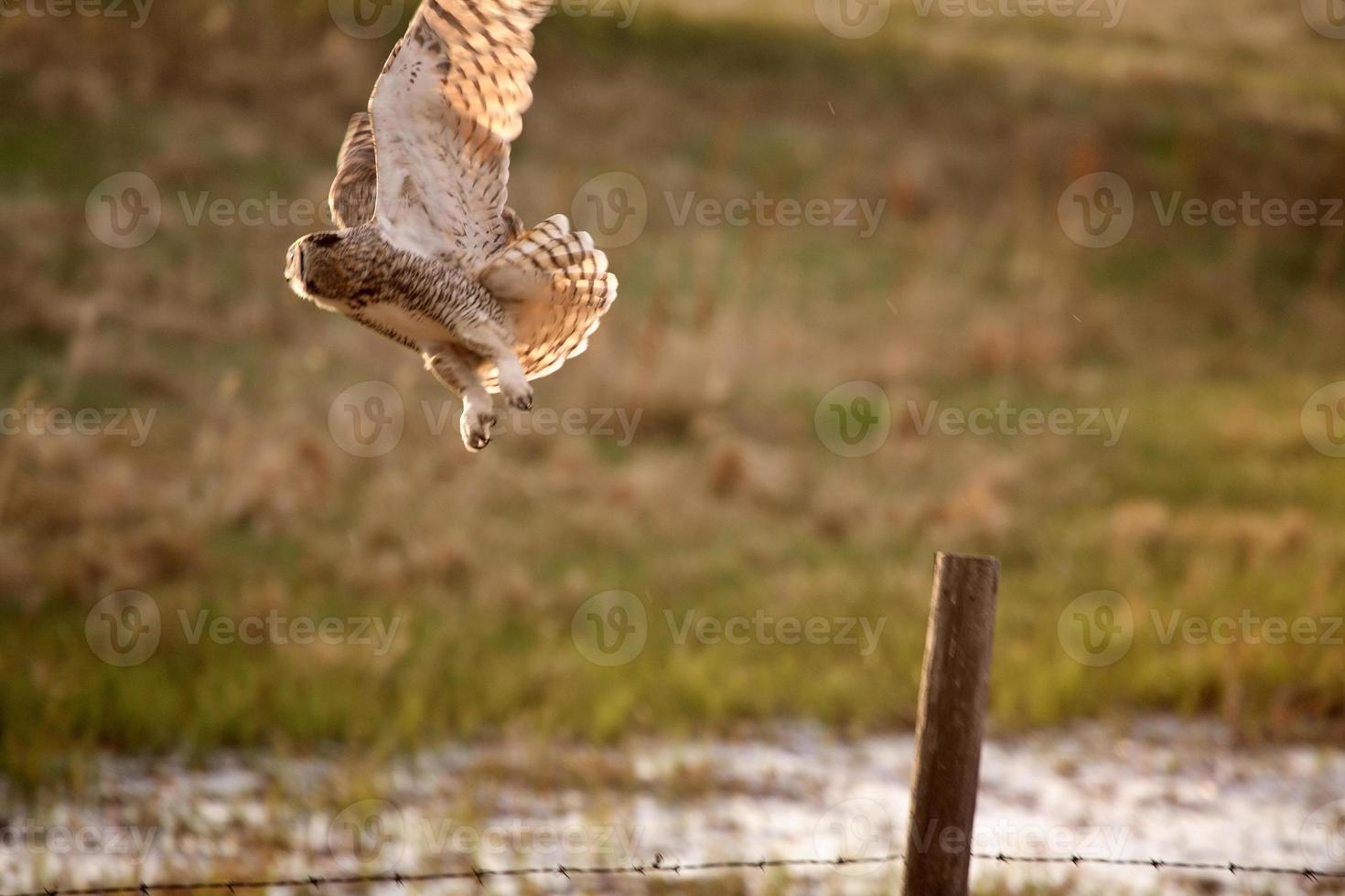 Great Horned Owl taking flight from fence post in Saskatchewan photo