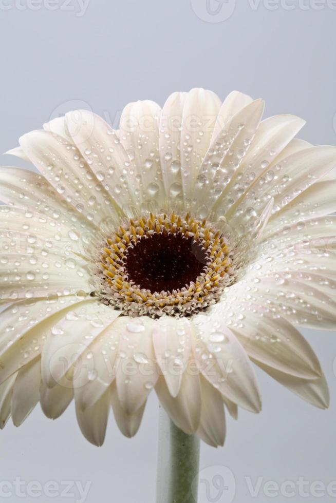 Macro close up of a daisy flower photo