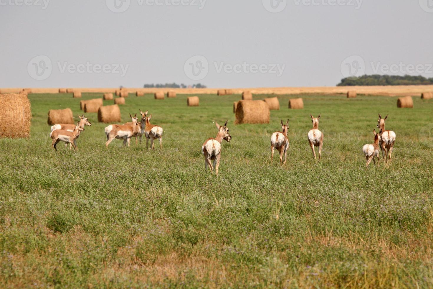 Herd of antelopes in a Saskatchewan hay field photo