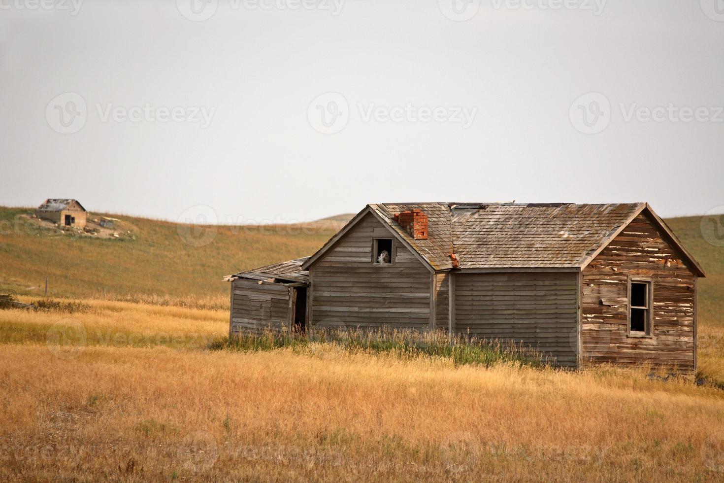 Owl in window of old abandoned farm house photo