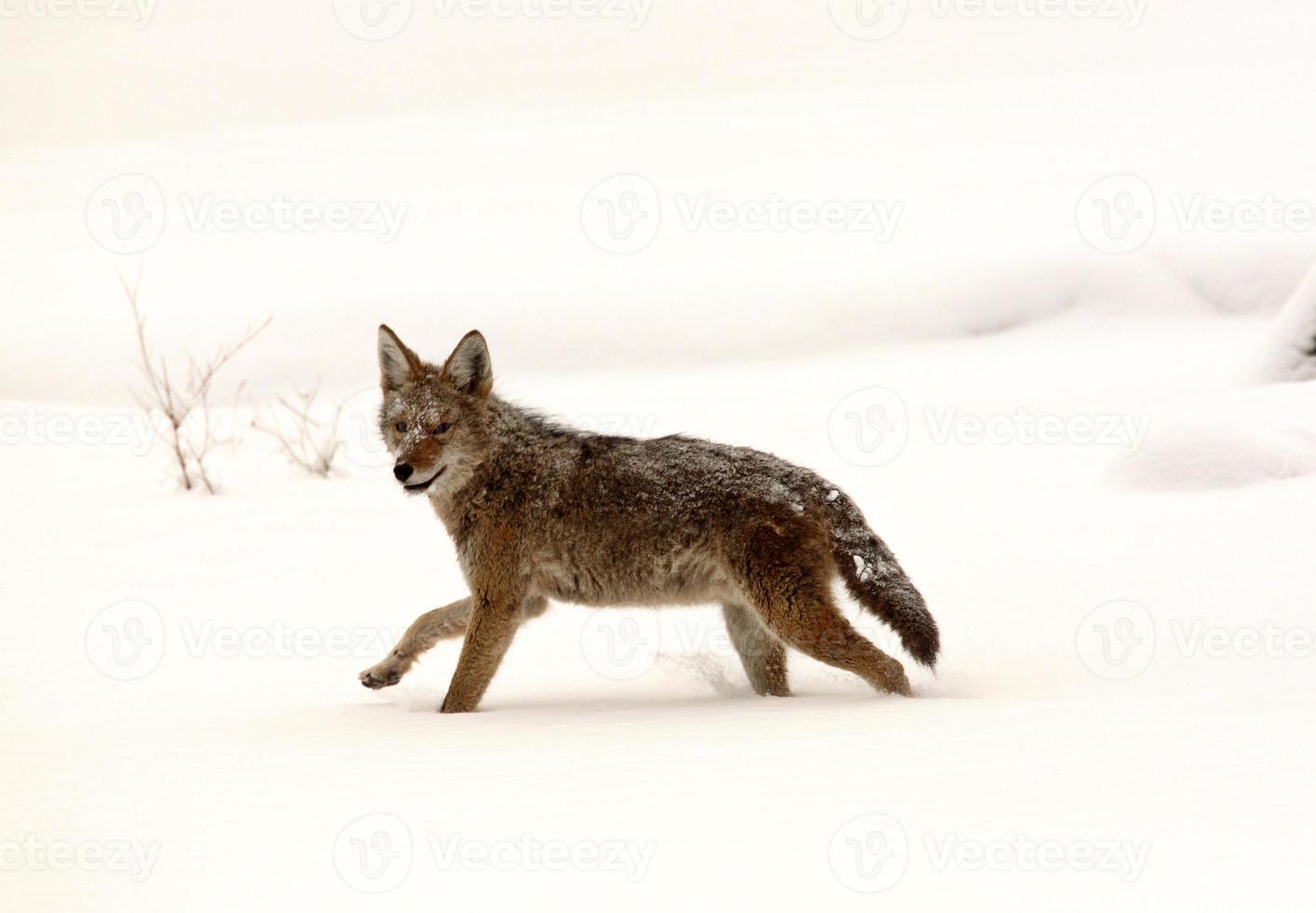 Coyote running through snow covered field photo
