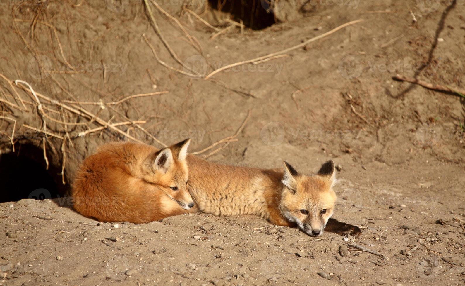Red Fox pups outside their den photo