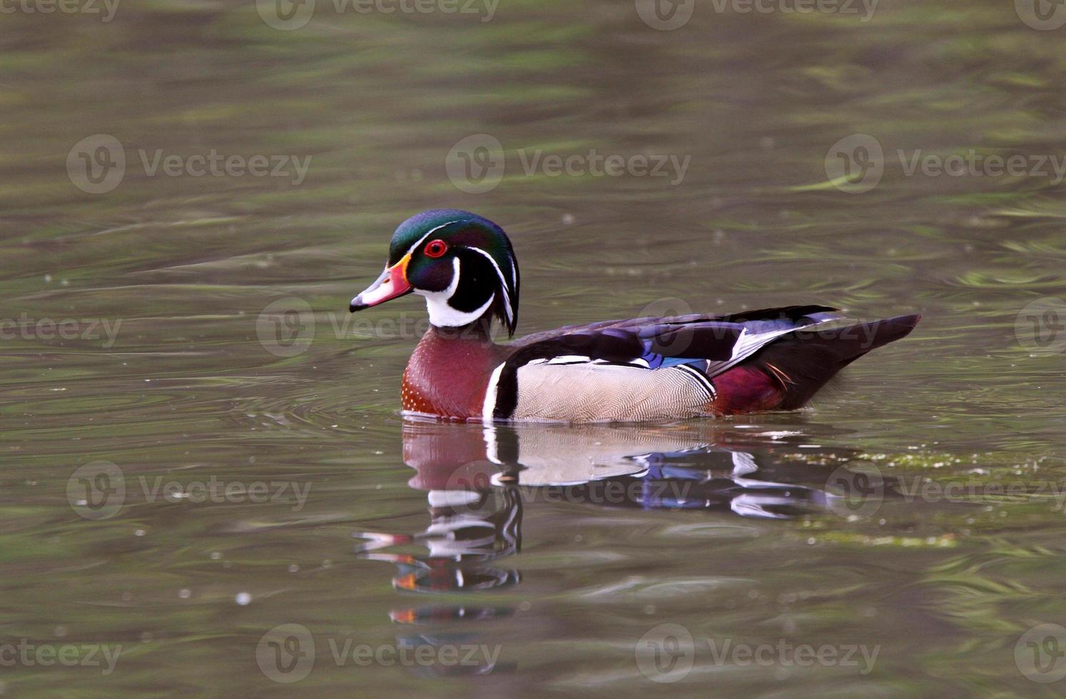 Reflection of Wood Duck on pond photo