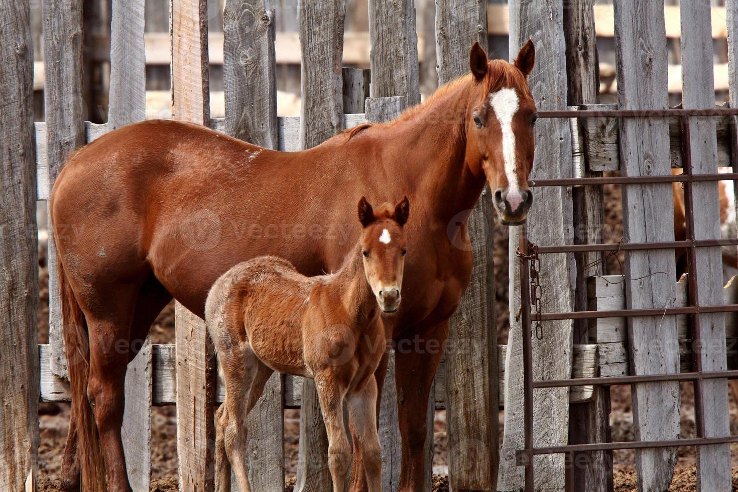 Mare and foal beside board fence photo