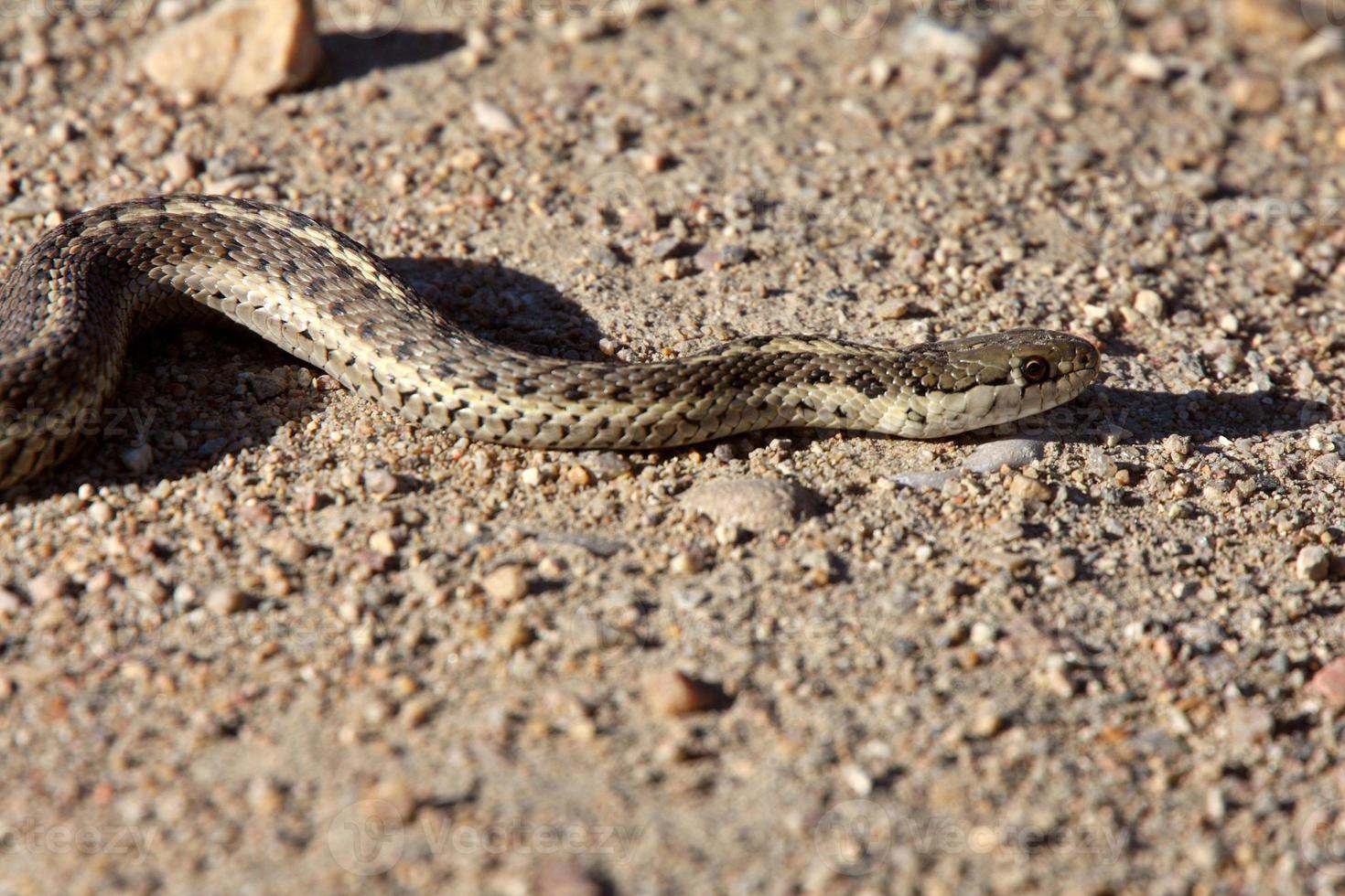 Gopher Snake crossing Alberta road photo