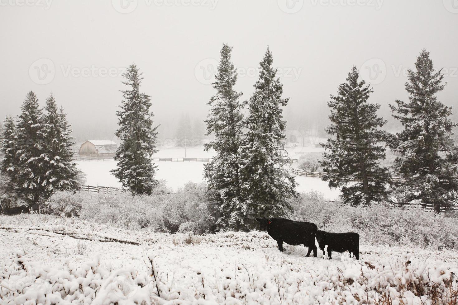 Cattle in winter pasture photo