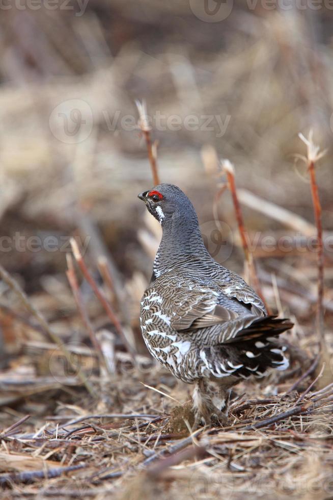 Spruce Grouse Saskatchewan Canada photo