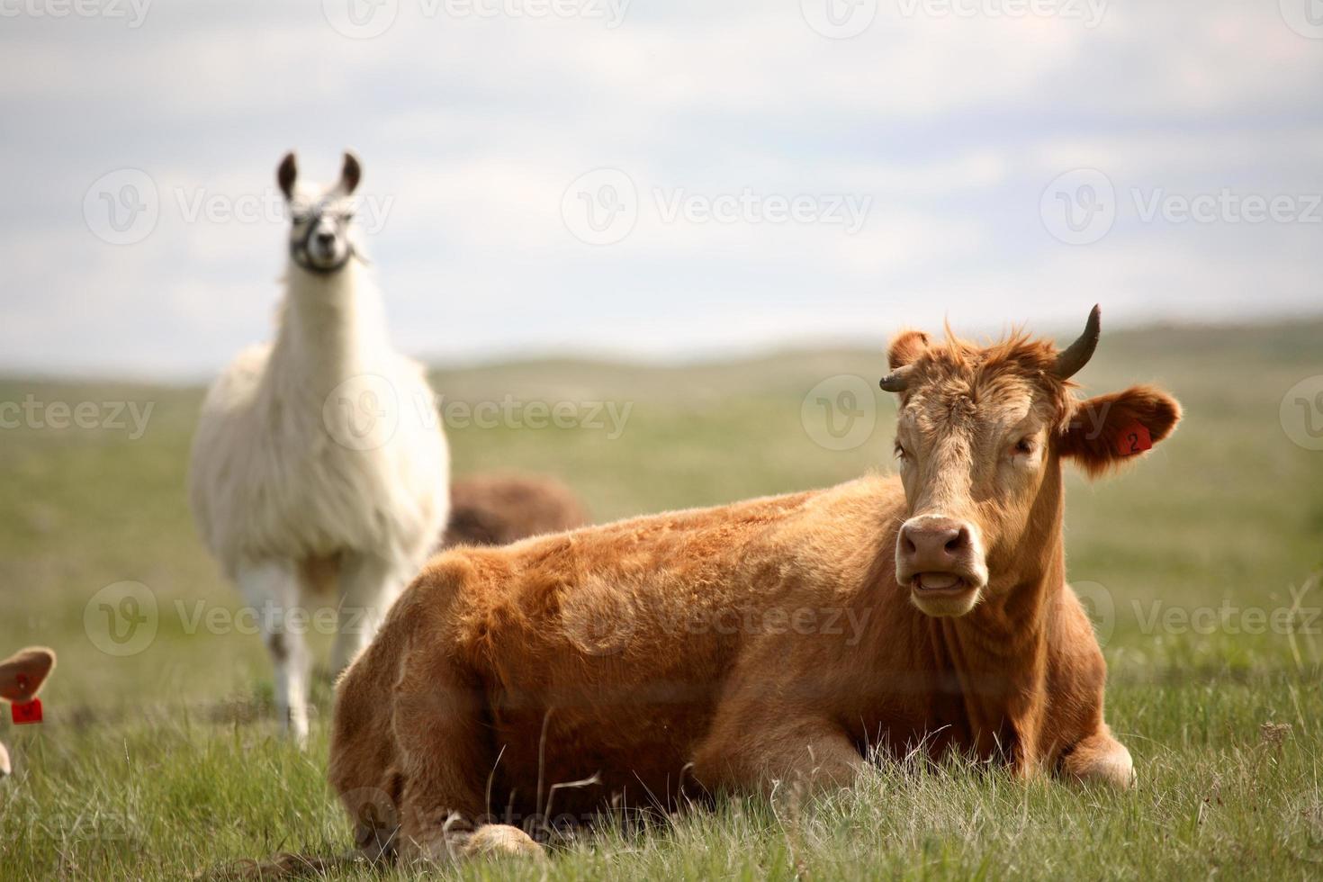 Llama looking over a cow in scenic Saskatchewan photo