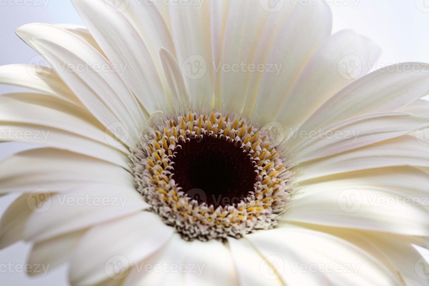 primer plano macro de una flor de margarita foto