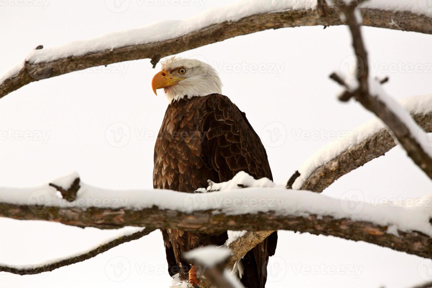 águila calva encaramado en el árbol foto