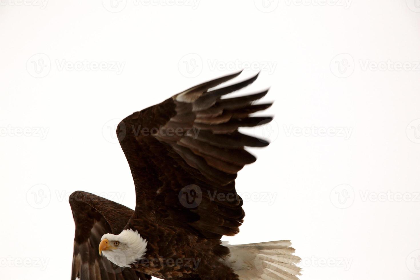 Bald Eagle in flight photo