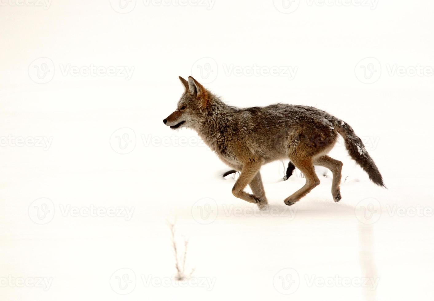 Coyote running through snow covered field photo