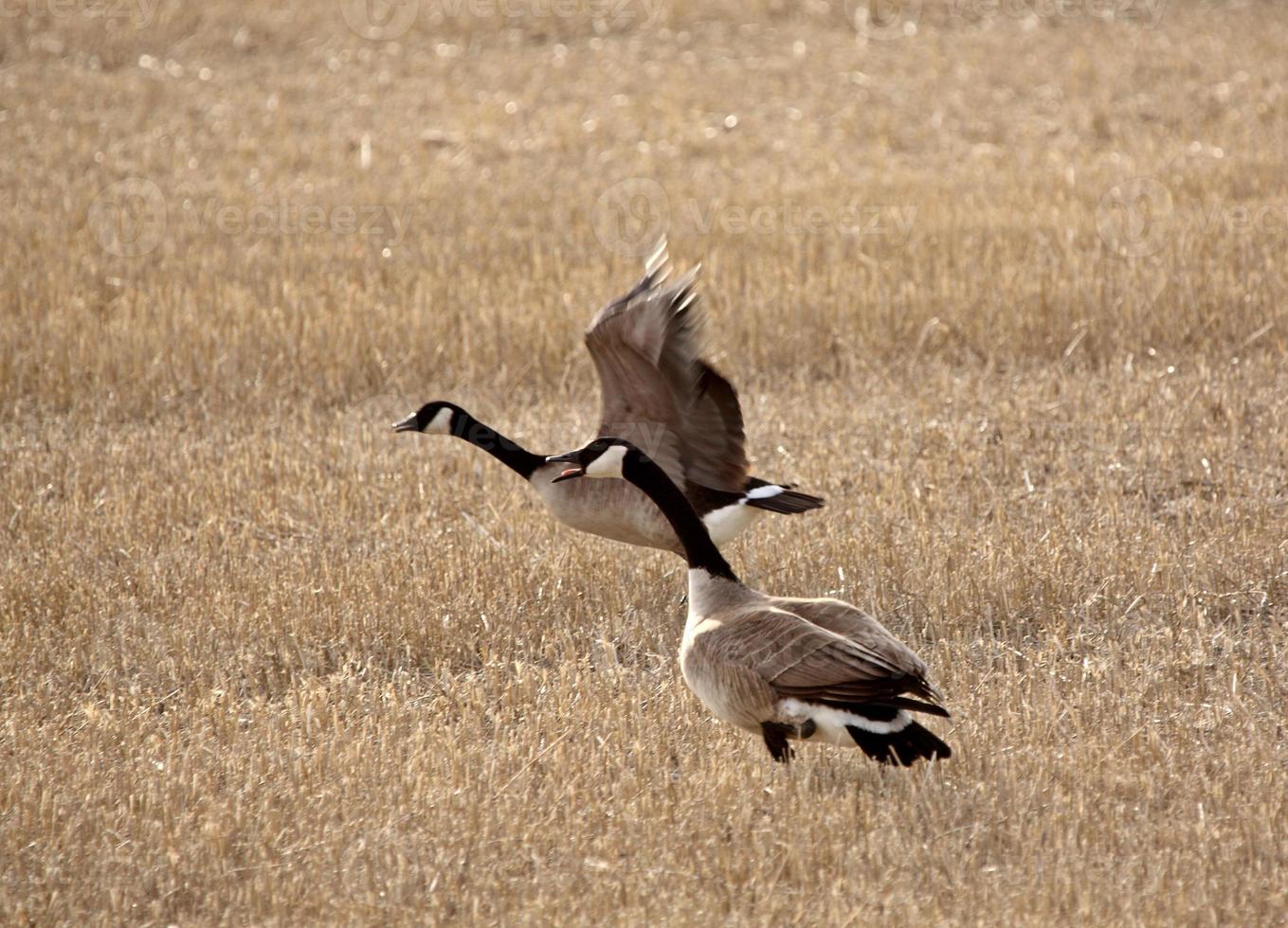 Pair of Canada Geese in early spring photo