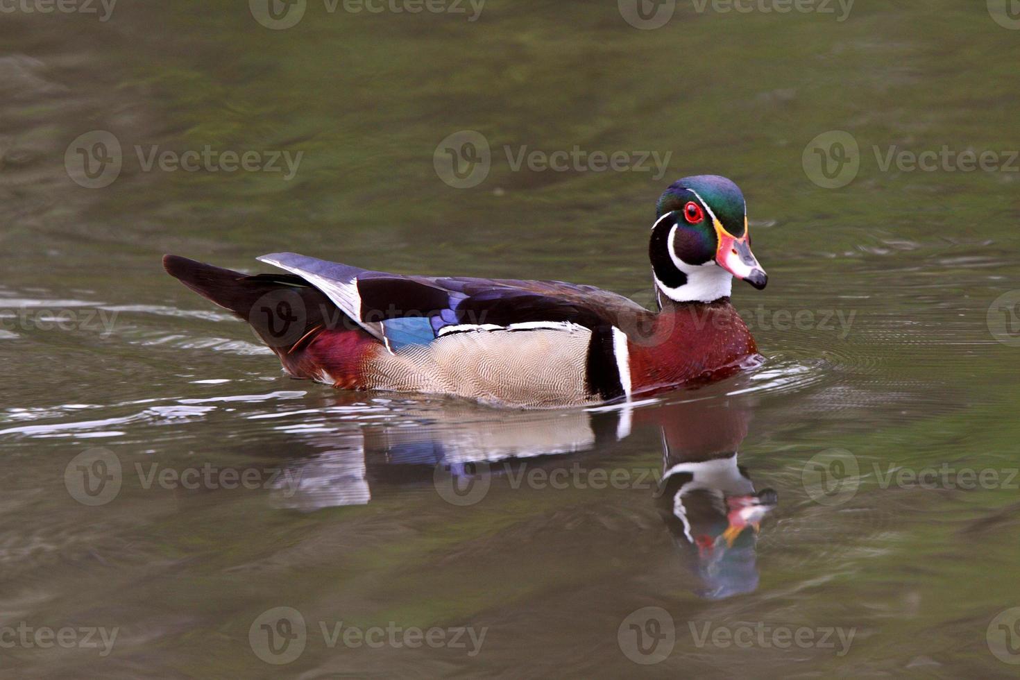 Reflection of Wood Duck on pond photo