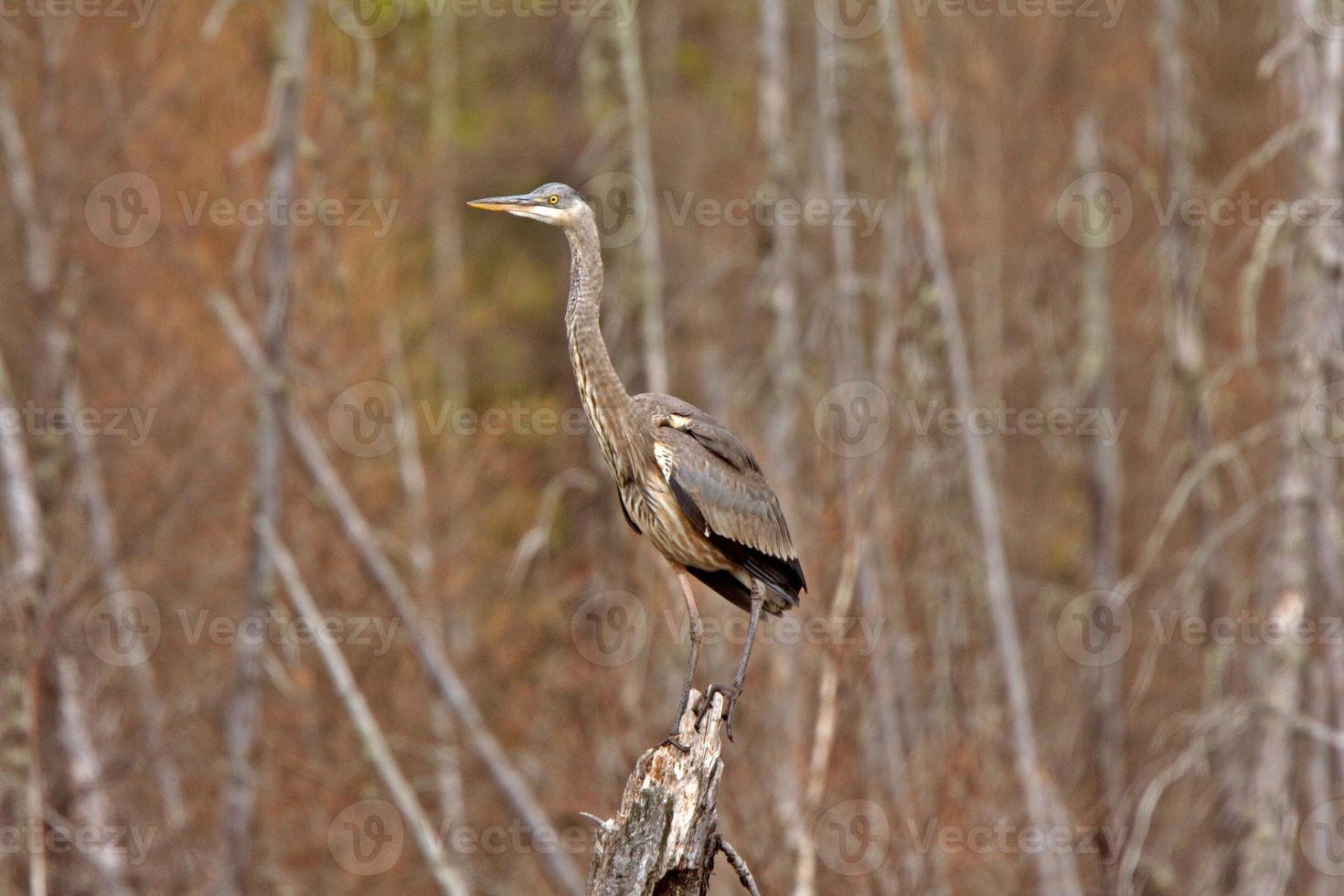 gran garza azul encaramada en tocón de árbol foto