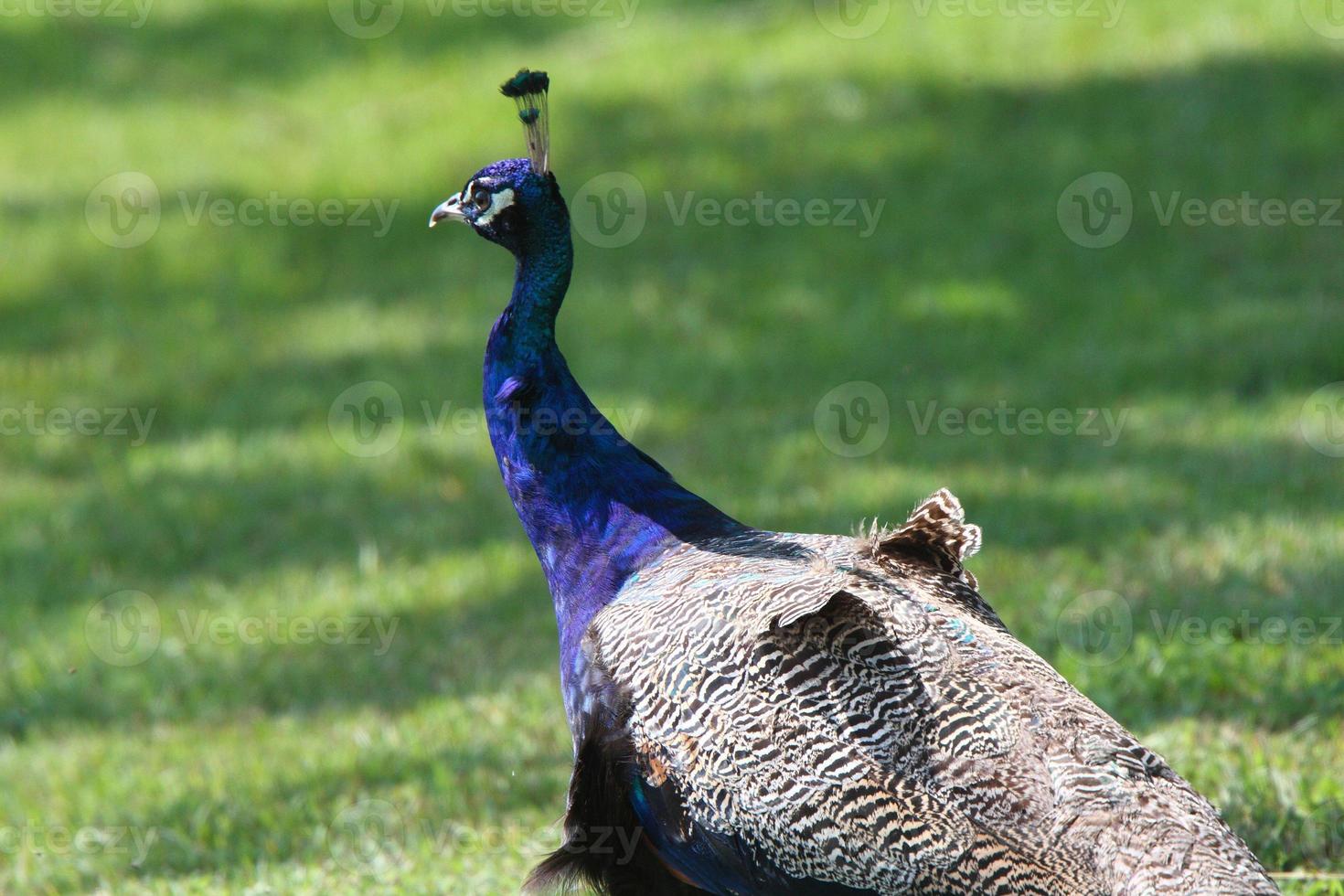 Close up of peacock photo
