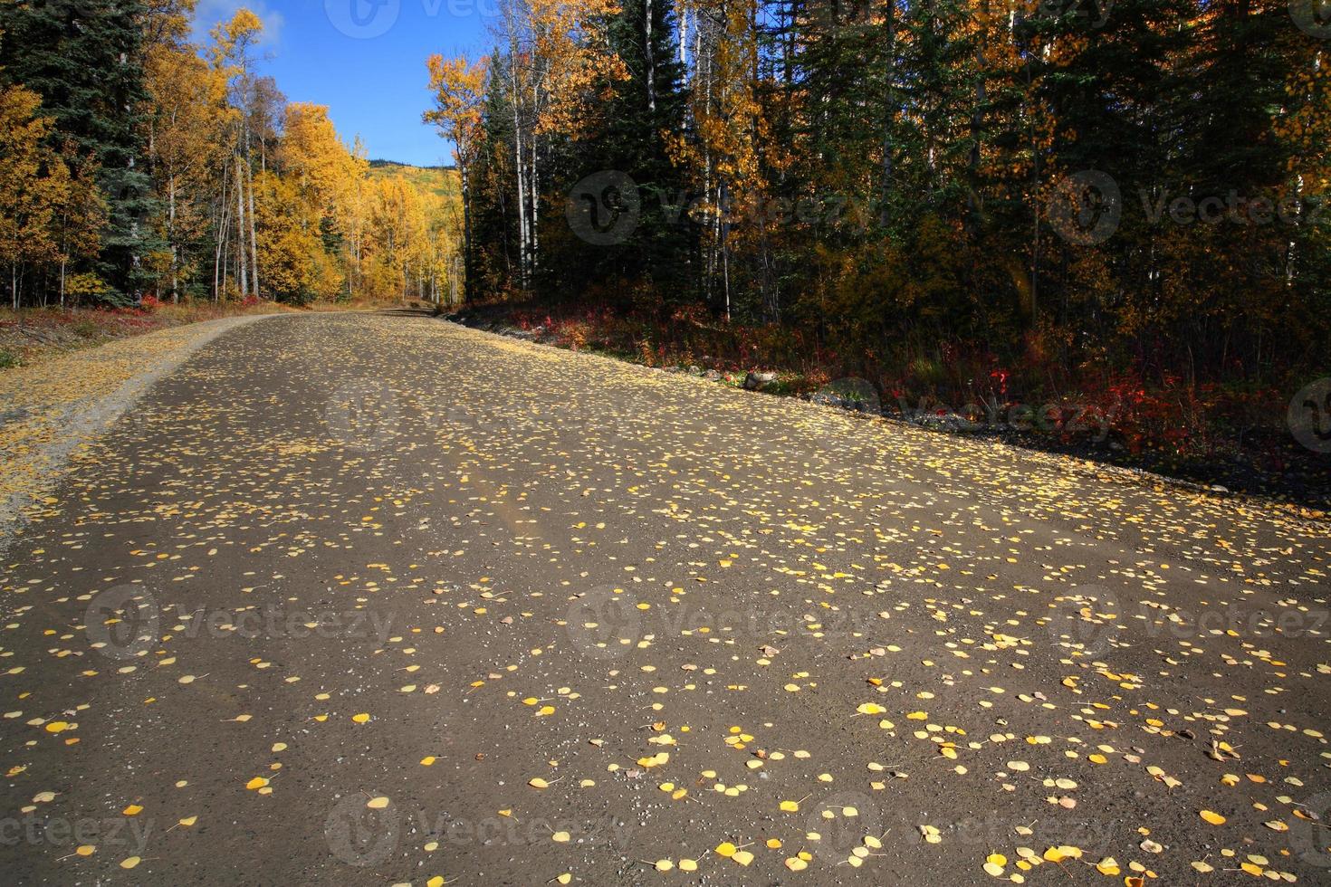 Autumn colors along Northern British Columbia road photo