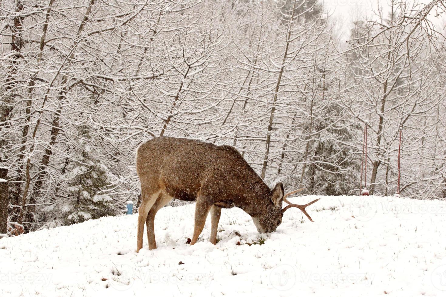 Ciervo bura pastando en invierno foto