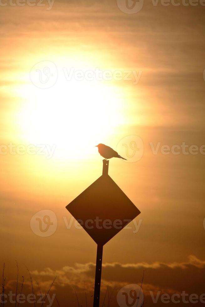 Bird silhoutted by rising sun in Saskatchewan photo