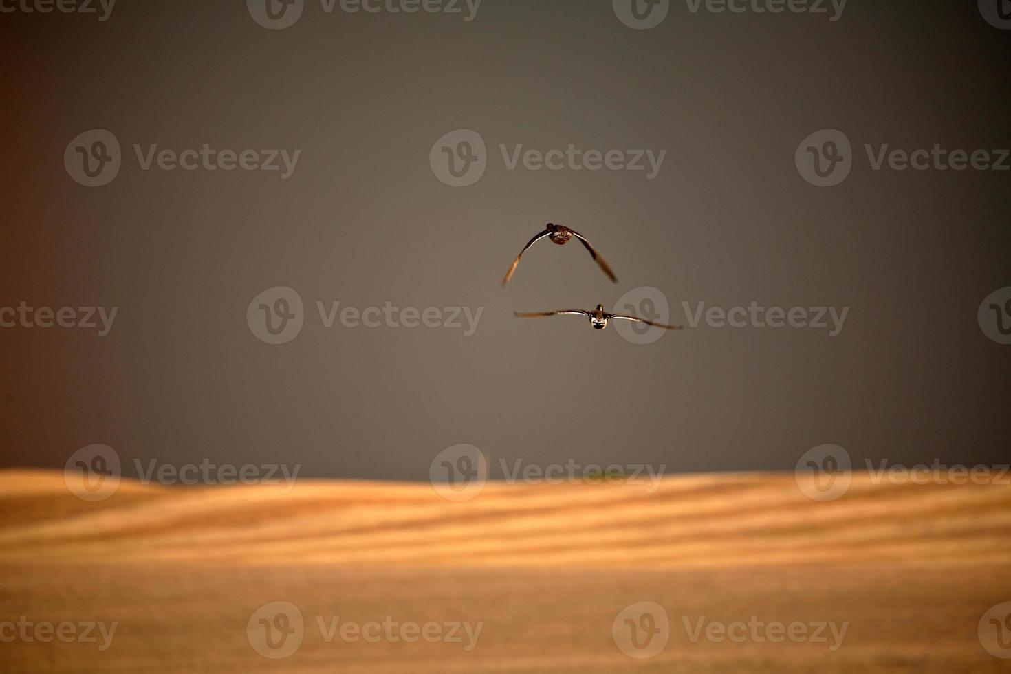 Two ducks in flight during stormy weather in Saskatchewan photo