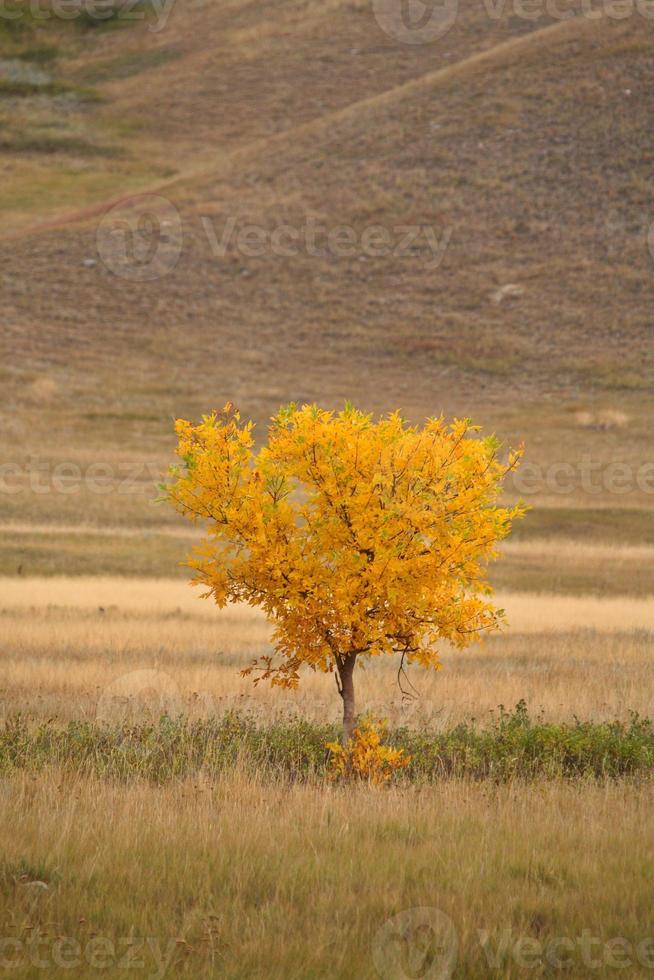 Color changing leaves in late summer in scenic Saskatchewan photo