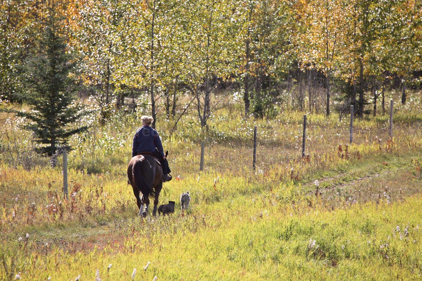 mujer ejerciendo su caballo y perros ne de chetwynd foto