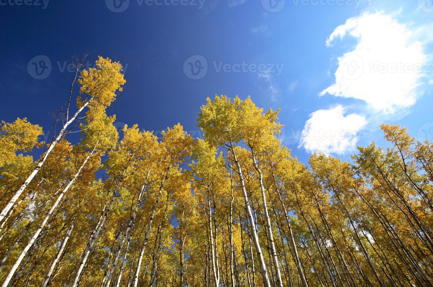 Looking up through Aspen trees in fall photo