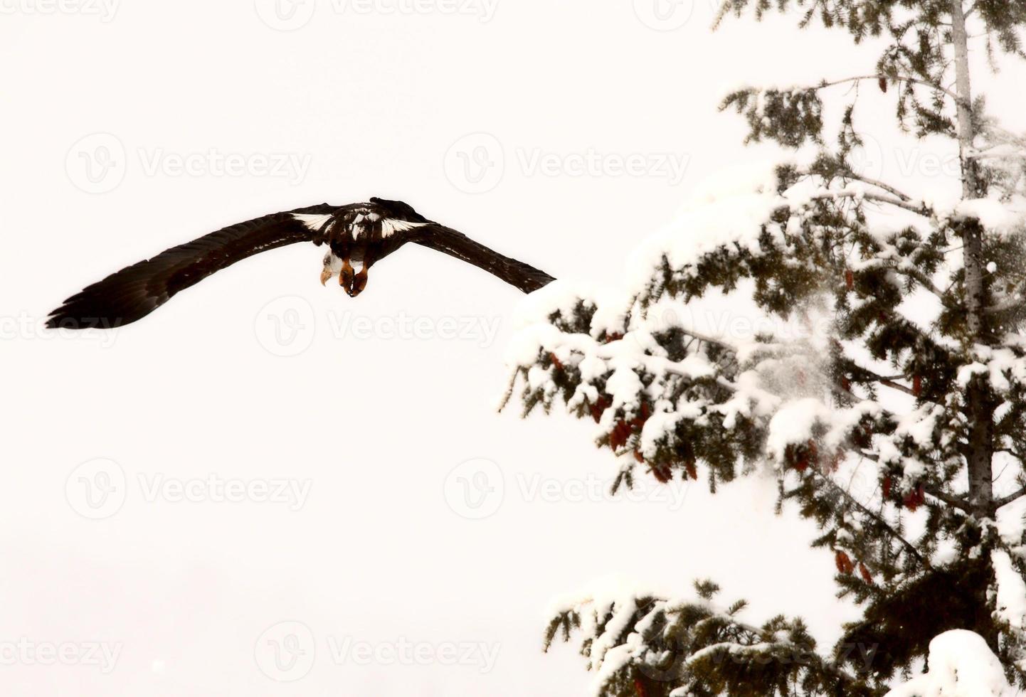 Bald Eagle in flight photo