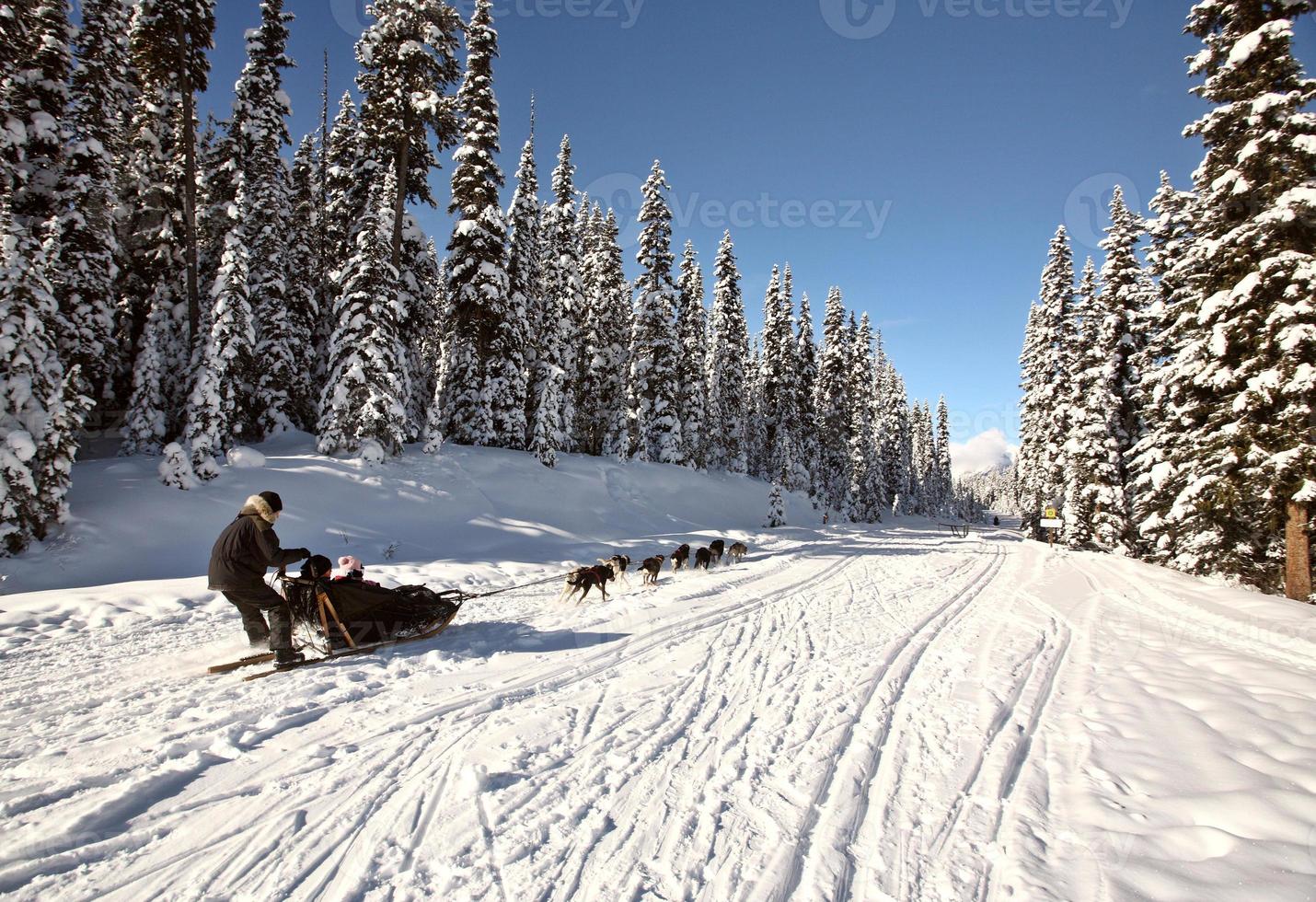 Dogsled racing in Alberta photo