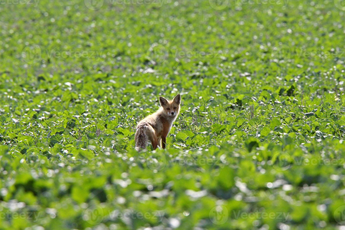 Young red fox in Saskatchewan field photo