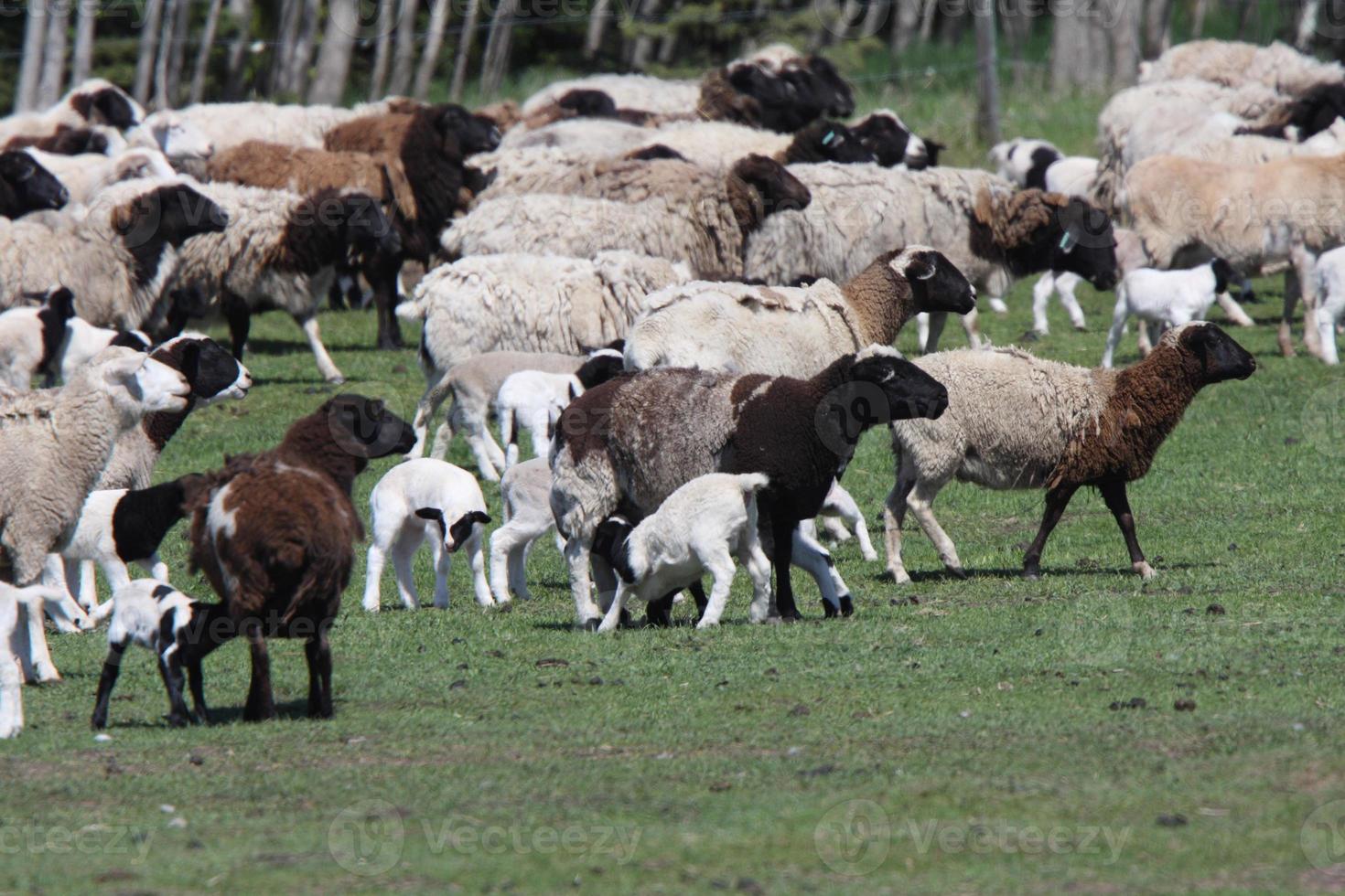 Flock of sheep in spring photo