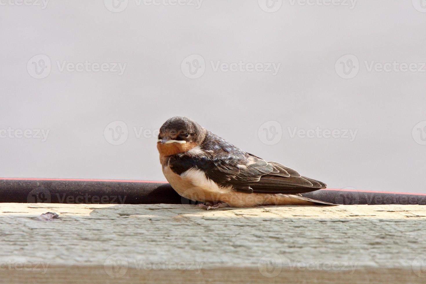 Golondrina de banco descansando sobre un tablón de puente foto