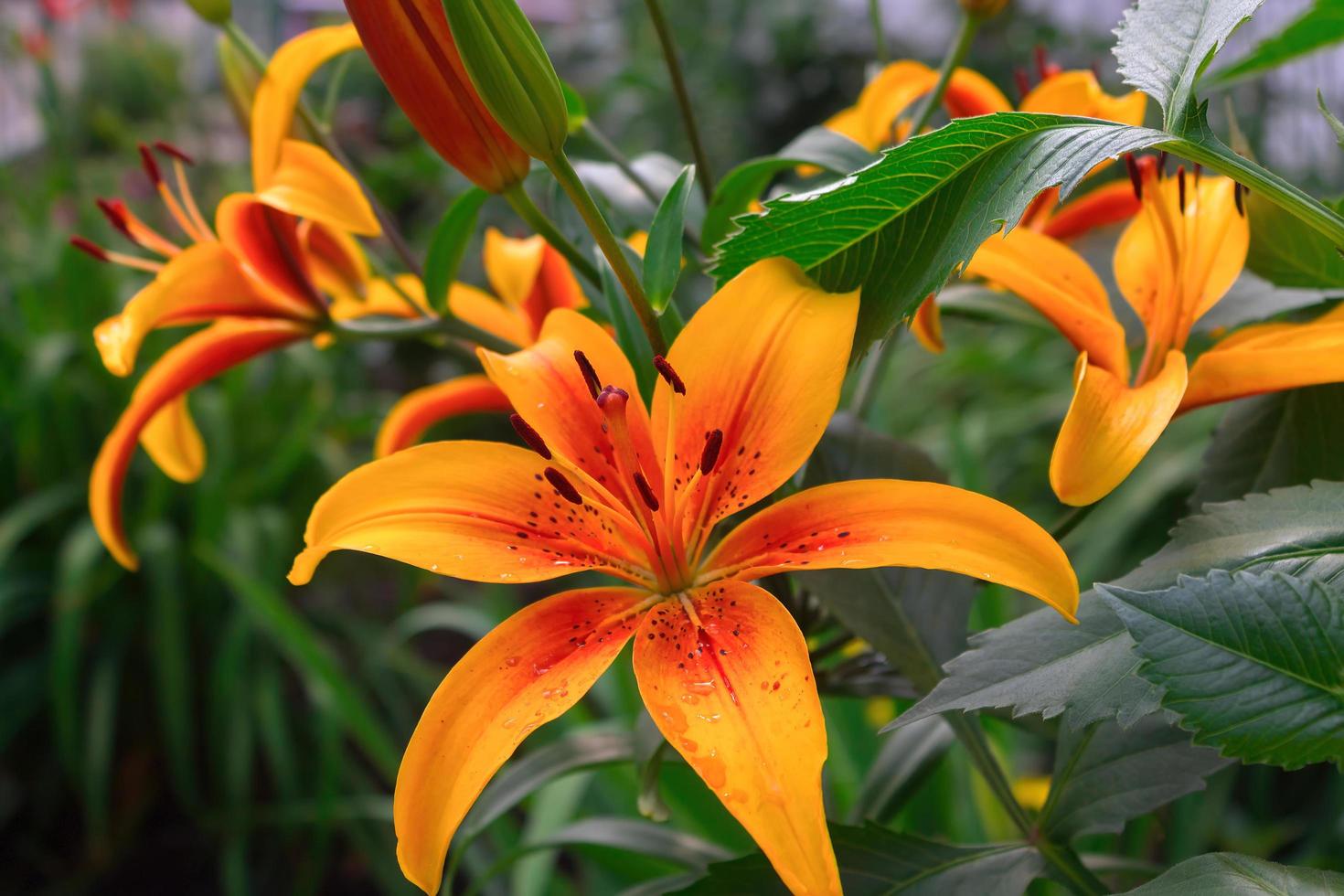 Beautiful yellow lily with water drops after the rain on the delicate petals in the green garden photo