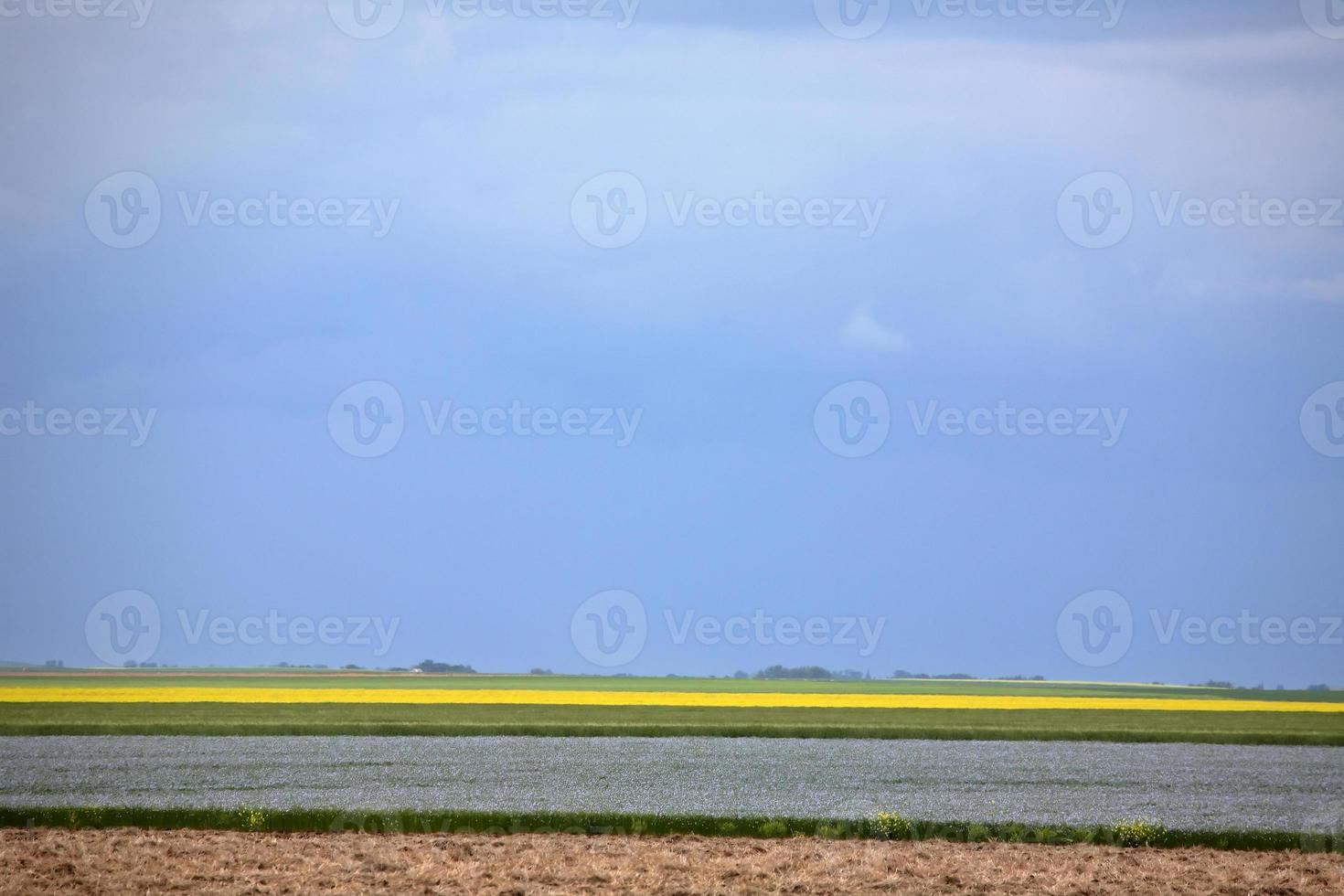 cultivos de cereales que crecen en el pintoresco saskatchewan foto