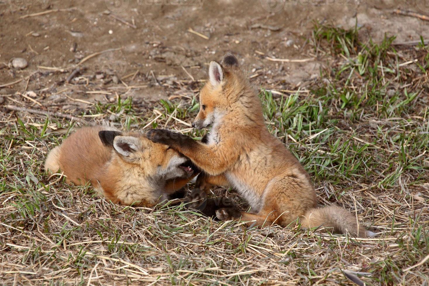 Two Red Fox pups playing outside their den photo