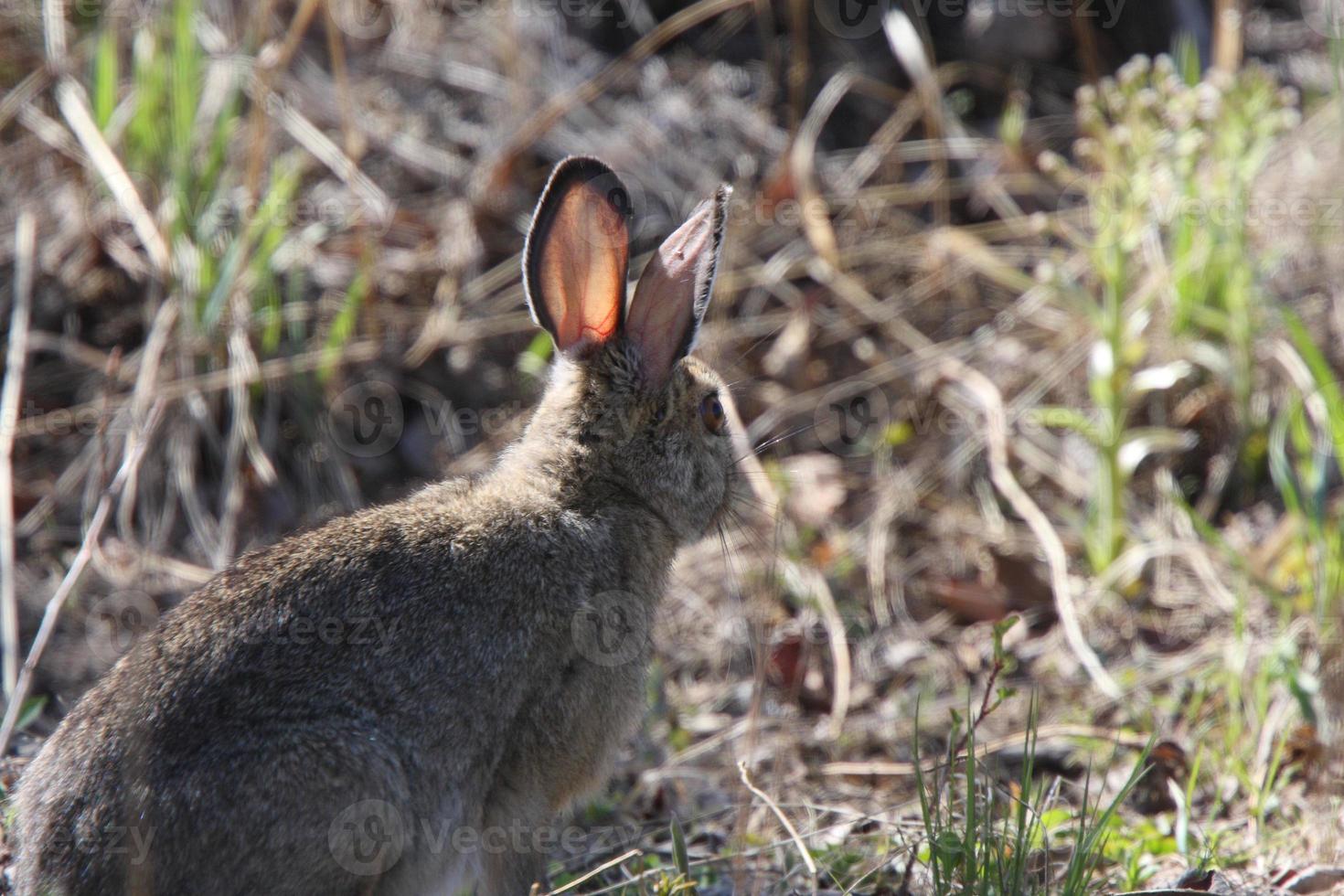 conejo de cola de algodón en el norte de manitoba foto