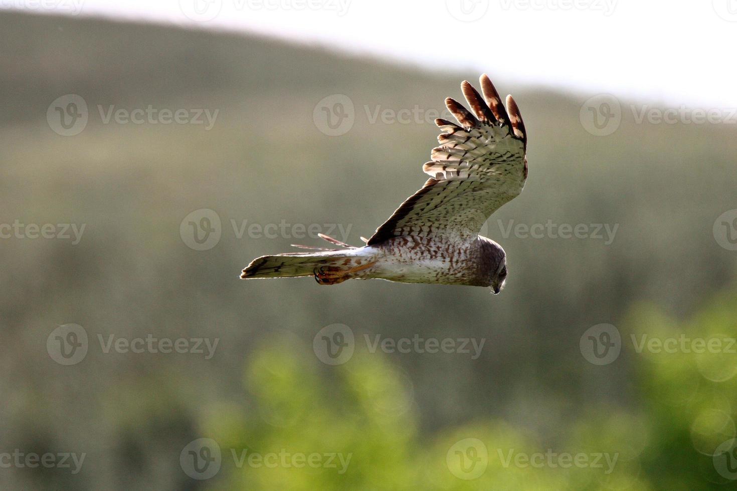 aguilucho norteño macho en vuelo foto