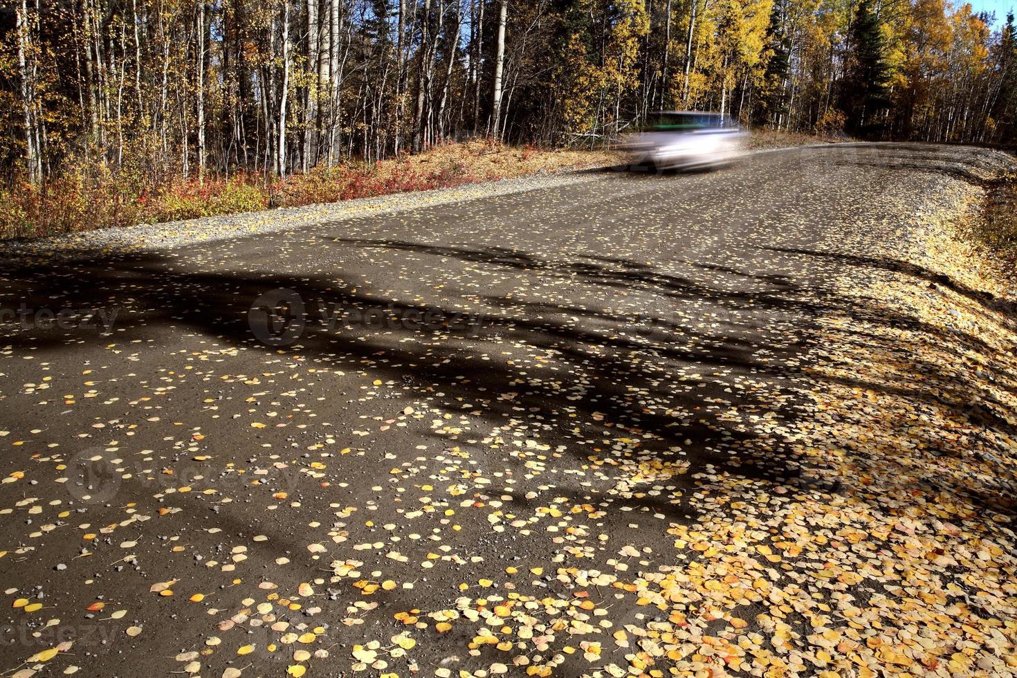Autumn leaves along Northern British Columbia road photo
