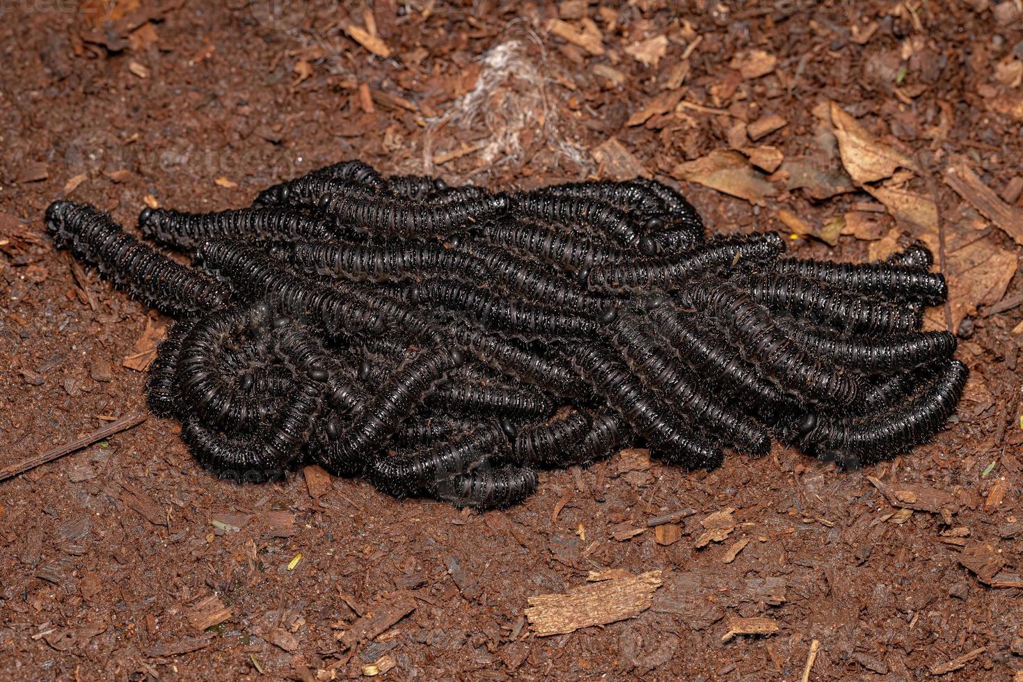 Larvas de moscas de sierra pérgidas negras foto